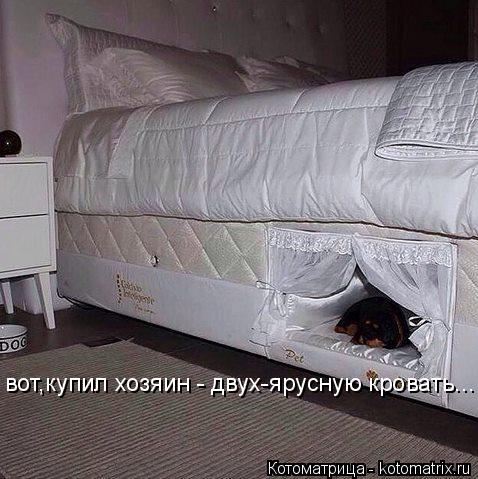Котоматрица: вот,купил хозяин - двух-ярусную кровать...
