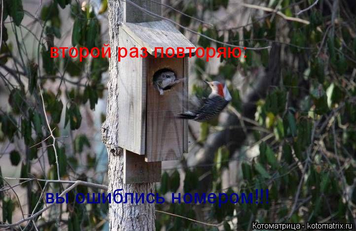 второй раз повторяю: вы ошиблись номером!!!... Котоматрица: второй раз повторяю: вы ошиблись номером!!!