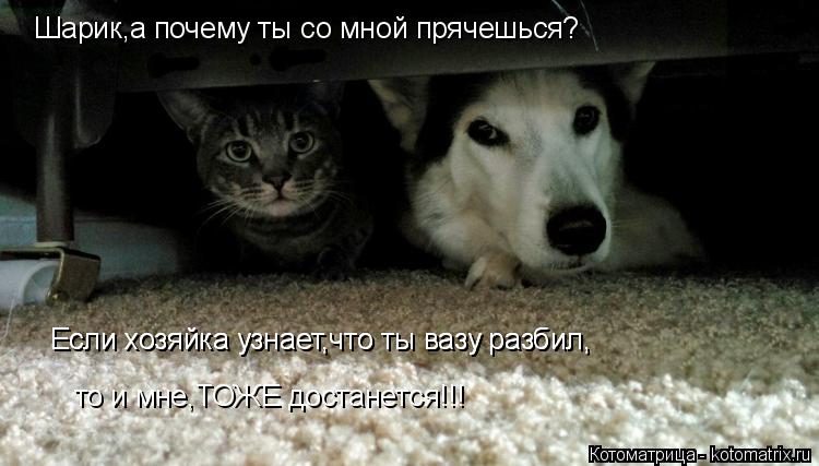 Котоматрица: Шарик,а почему ты со мной прячешься? Если хозяйка узнает,что ты вазу разбил, Если хозяйка узнает,что ты вазу разбил, то и мне,ТОЖЕ достанется!