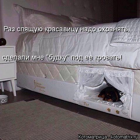 Котоматрица: Раз спящую красавицу надо охранять, сделали мне "будку" под ее кровать!