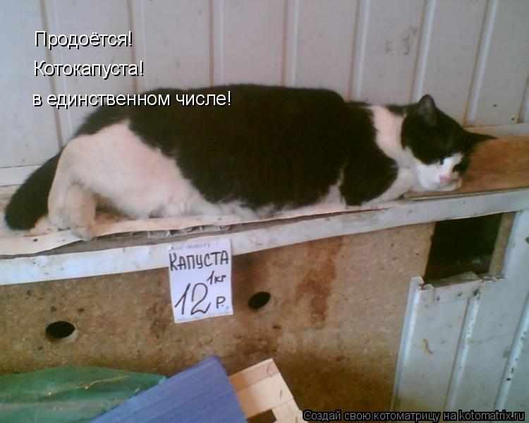 Котоматрица: Продоётся! Котокапуста! в единственном числе!
