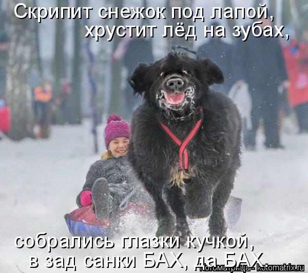 Котоматрица: Скрипит снежок под лапой, хрустит лёд на зубах, собрались глазки кучкой, в зад санки БАХ, да БАХ.