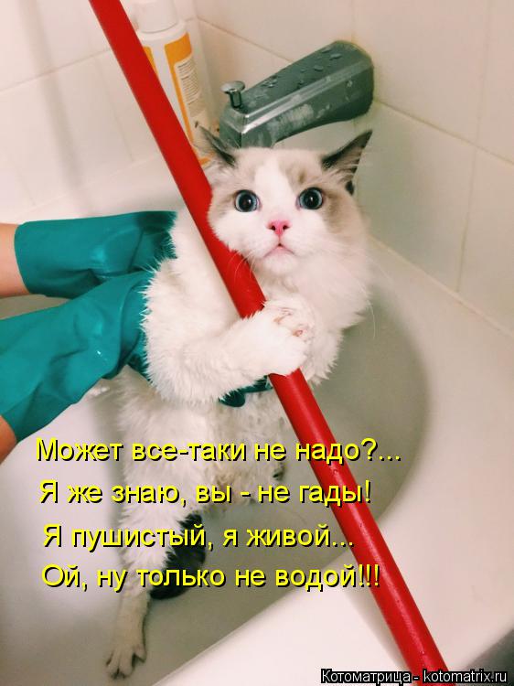 Котоматрица: Может все-таки не надо?... Я же знаю, вы - не гады! Я пушистый, я живой... Ой, ну только не водой!!!