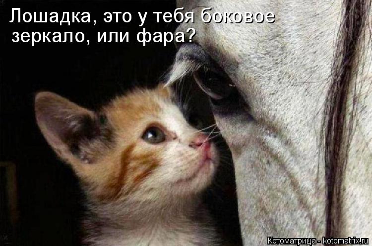 Котоматрица: Лошадка, это у тебя боковое  зеркало, или фара?