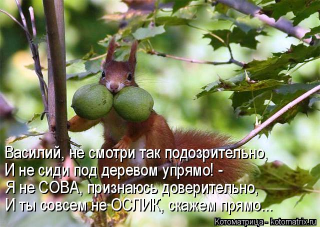 Котоматрица: Василий, не смотри так подозрительно, И не сиди под деревом упрямо! - Я не СОВА, признаюсь доверительно, И ты совсем не ОСЛИК, скажем прямо...