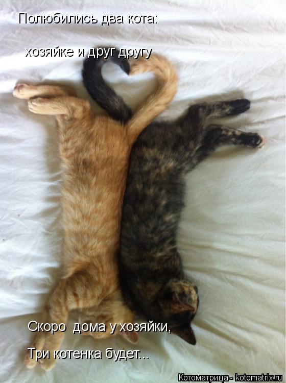 Котоматрица: Полюбились два кота: хозяйке и друг другу   Скоро  дома у хозяйки, Три котенка будет...
