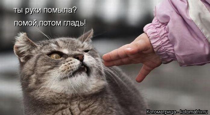 Котоматрица: ты руки помыла? помой,потом гладь!