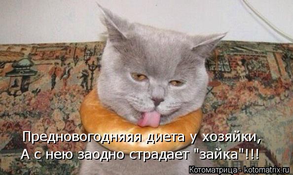 Котоматрица: Предновогодняяя диета у хозяйки, А с нею заодно страдает "зайка"!!!