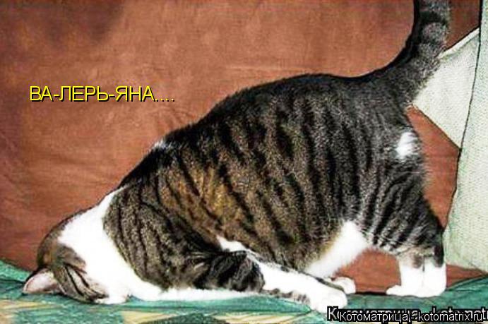 Котоматрица: ВА-ЛЕРЬ-ЯНА....