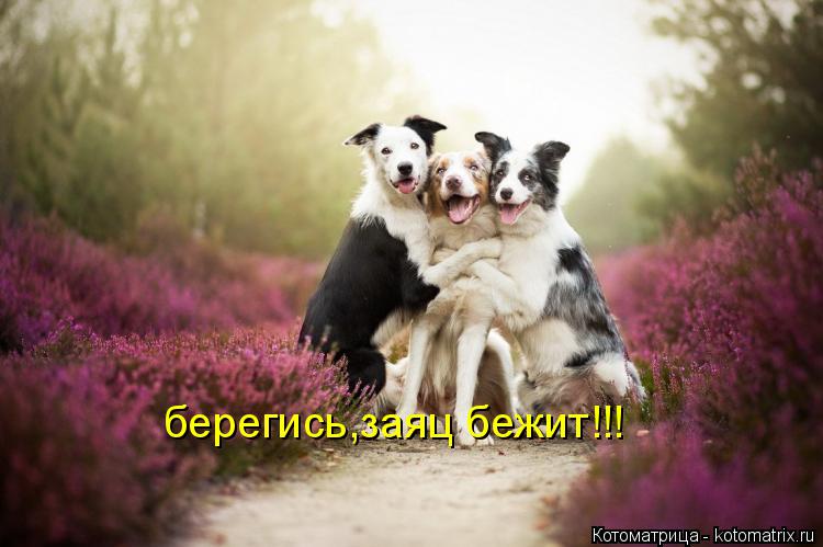 берегись,заяц бежит!!!... Котоматрица: берегись,заяц бежит!!!
