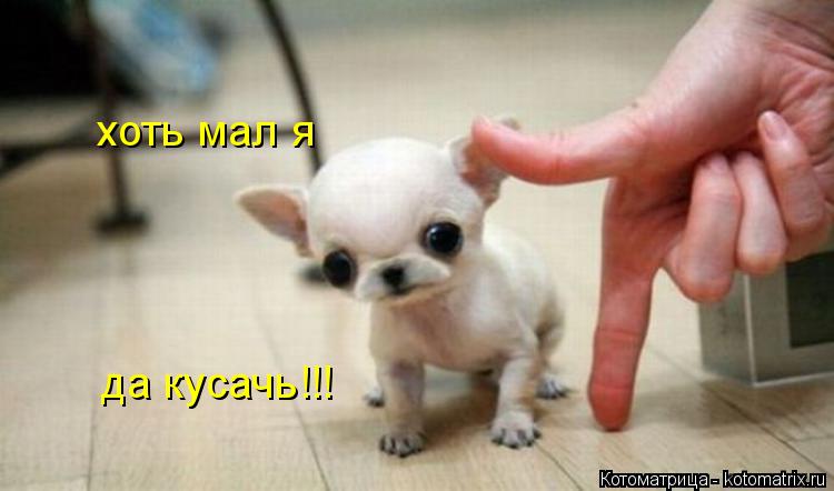 хоть мал я да кусачь!!!... Котоматрица: хоть мал я да кусачь!!!