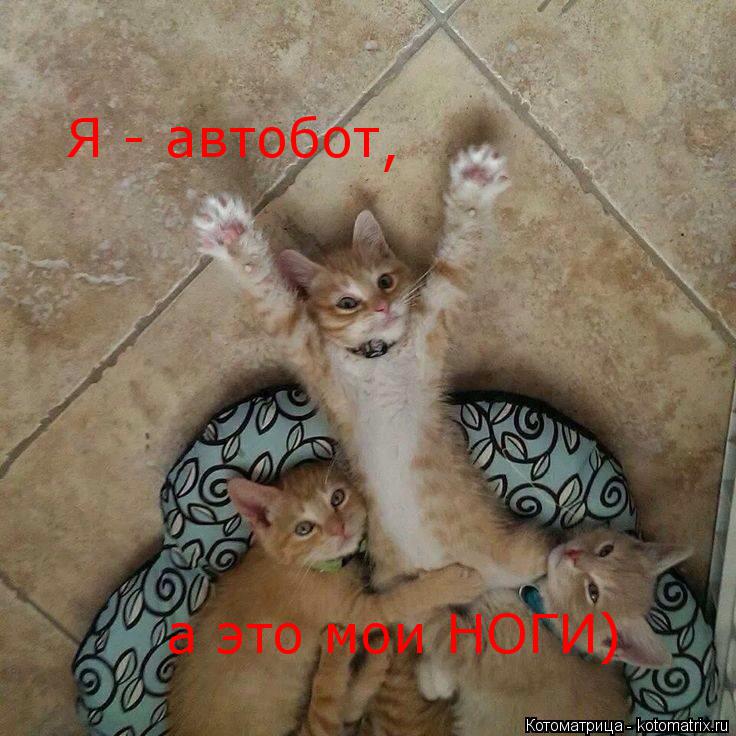 Котоматрица: Я - автобот , а это мои НОГИ)