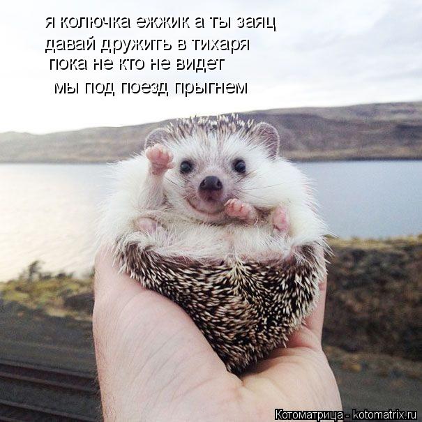 Котоматрица: я колючка ежжик а ты заяц давай дружить в тихаря пока не кто не видет мы под поезд прыгнем