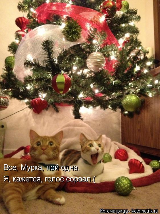 Котоматрица: Все, Мурка, пой одна. Я, кажется, голос сорвал:(