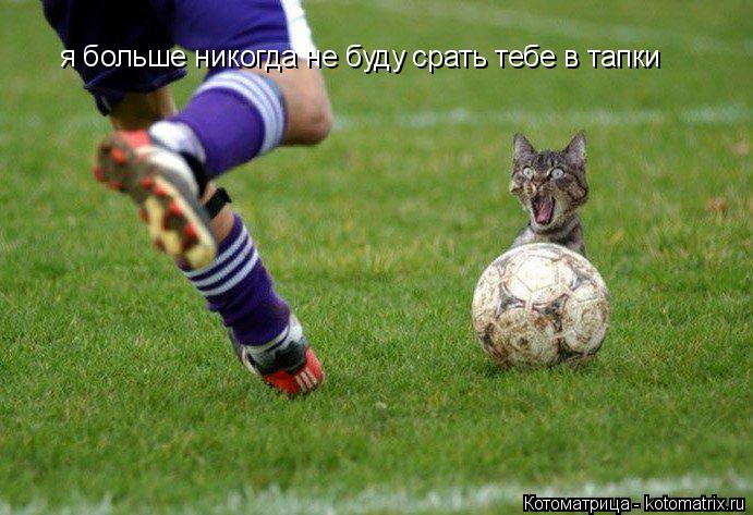 Котоматрица: я больше никогда не буду срать тебе в тапки