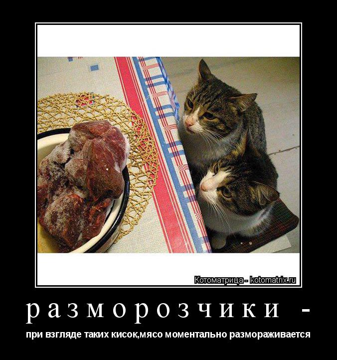 Котоматрица: разморозчики - при взгляде таких кисок,мясо моментально размораживается