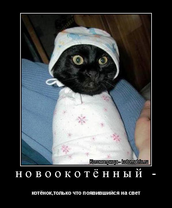 Котоматрица: новоокотённый - котёнок,только что появившийся на свет
