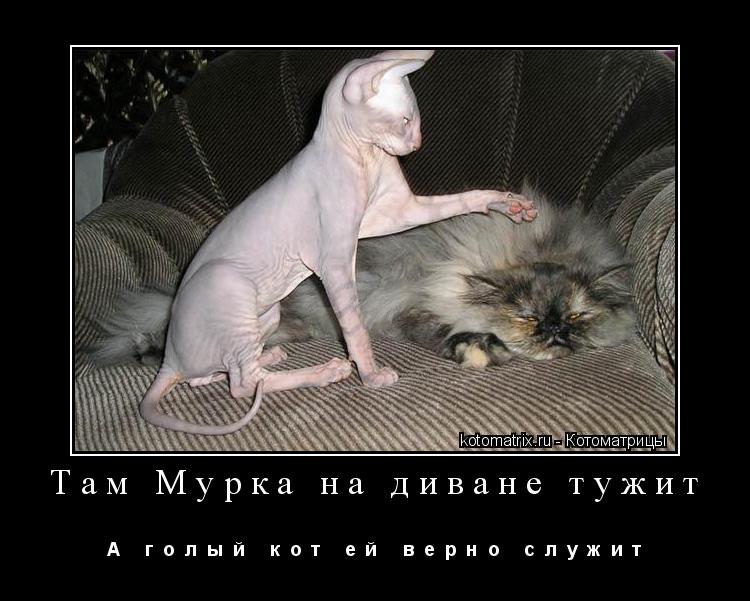 Котоматрица: Там Мурка на диване тужит А     г  о  л  ы  й     к  о  т     е  й     в  е  р  н  о     с  л  у  ж  и  т