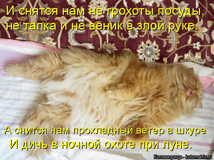 Котоматрица: И снятся нам не грохоты посуды,  не тапка и не веник в злой руке. А снится нам прохладный ветер в шкуре И дичь в ночной охоте при луне.