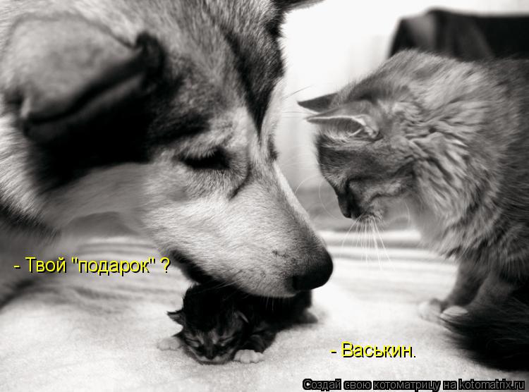 Котоматрица: - Твой "подарок" ? - Васькин.