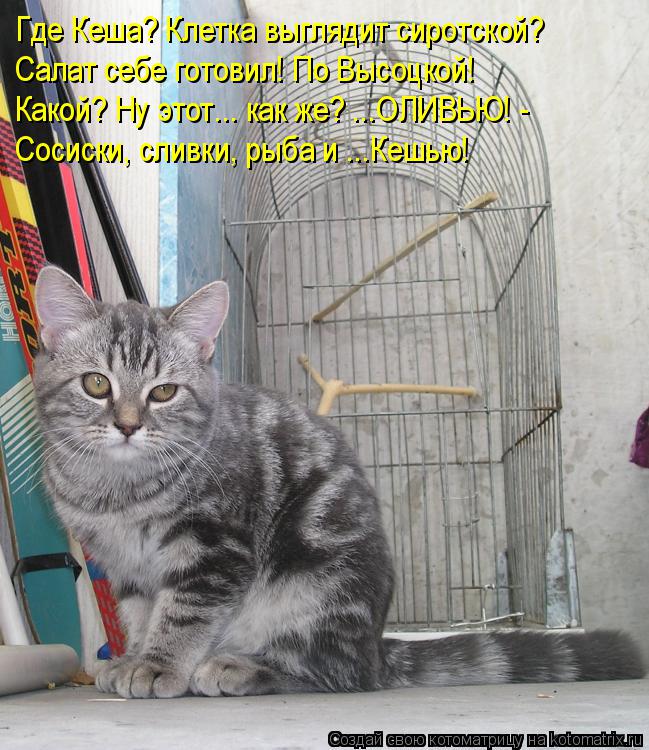 Котоматрица: Где Кеша? Клетка выглядит сиротской? Салат себе готовил! По Высоцкой! Какой? Ну этот... как же? ...ОЛИВЬЮ! - Сосиски, сливки, рыба и ...Кешью!