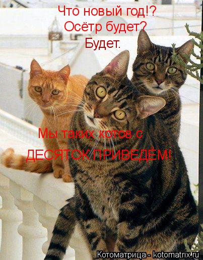 Котоматрица: Что новый год!? Осётр будет? Будет. Мы таких котов с ДЕСЯТОК ПРИВЕДЁМ!