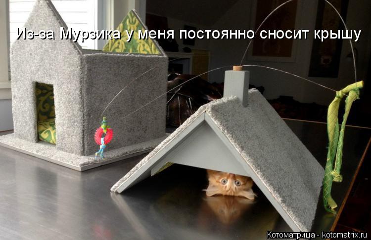 Из-за Мурзика у меня постоянно сносит крышу... Котоматрица: Из-за Мурзика у меня постоянно сносит крышу