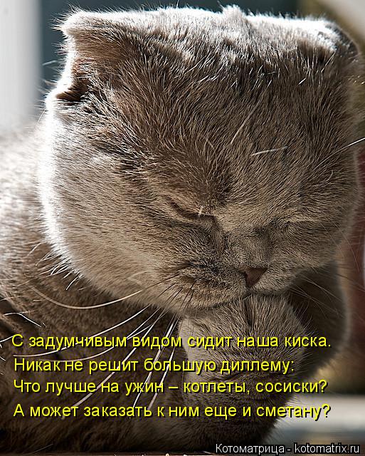 Котоматрица: С задумчивым видом сидит наша киска. Никак не решит большую диллему: Что лучше на ужин – котлеты, сосиски? А может заказать к ним еще и смета
