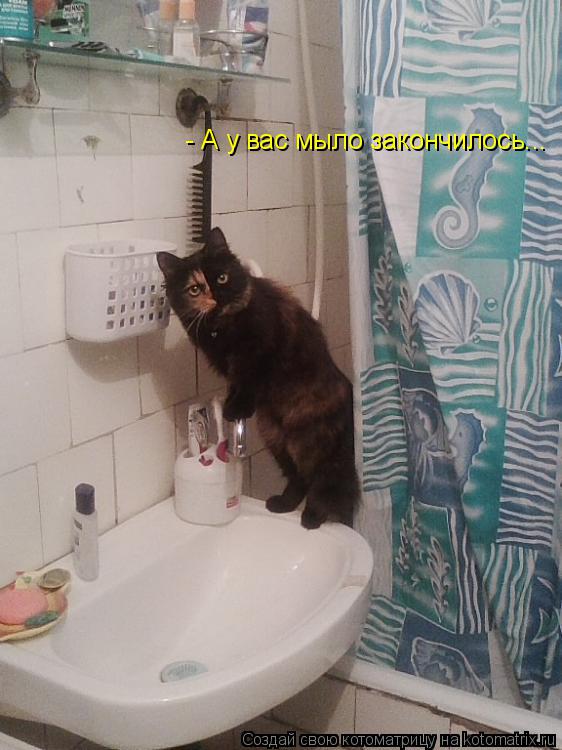 Котоматрица: - А у вас мыло закончилось...