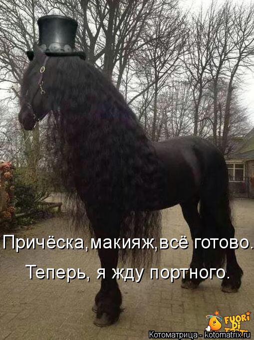 Котоматрица: Теперь, я жду портного. Причёска,макияж,всё готово.