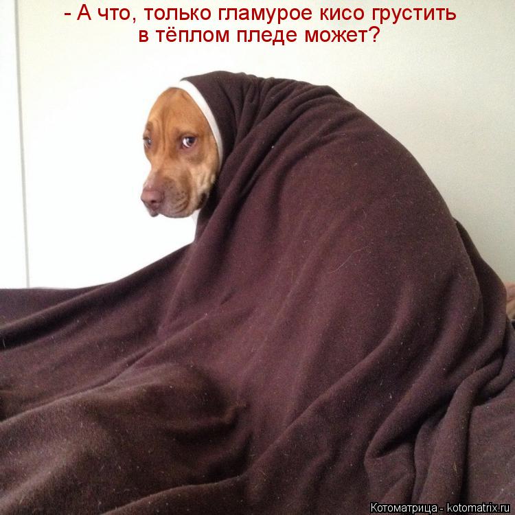 Котоматрица: - А что, только гламурое кисо грустить в тёплом пледе может?