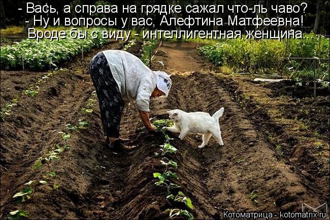 Котоматрица: - Вась, а справа на грядке сажал что-ль чаво? - Ну и вопросы у вас, Алефтина Матфеевна! Вроде бы с виду - интеллигентная женщина...