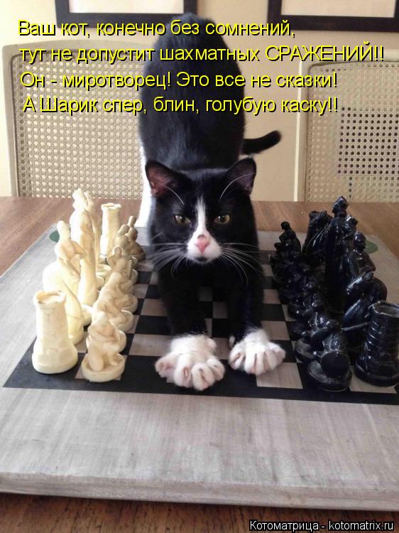 Котоматрица: Ваш кот, конечно без сомнений, тут не допустит шахматных СРАЖЕНИЙ!! Он - миротворец! Это все не сказки! А Шарик спер, блин, голубую каску!!
