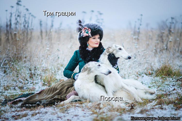 Котоматрица: Три грации Порода...