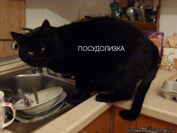 Котоматрица: ПОСУДОЛИЗКА