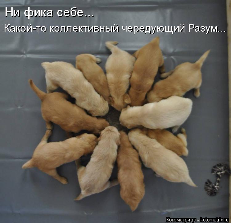 Котоматрица: Какой-то коллективный чередующий Разум... Ни фика себе...