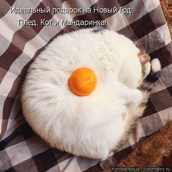 Котоматрица: Идеальный подарок на Новый Год: Плед, Кот и Мандаринка!
