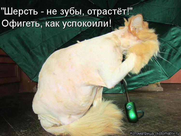 Котоматрица: Офигеть, как успокоили! "Шерсть - не зубы, отрастёт!"