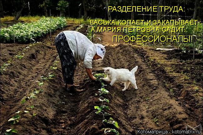 Котоматрица: ВАСЬКА КОПАЕТ И ЗАКАПЫВАЕТ.: А МАРИЯ ПЕТРОВНА САДИТ.: А МАРИЯ ПЕТРОВНА САДИТ.: ПРОФЕССИОНАЛЫ! РАЗДЕЛЕНИЕ ТРУДА: