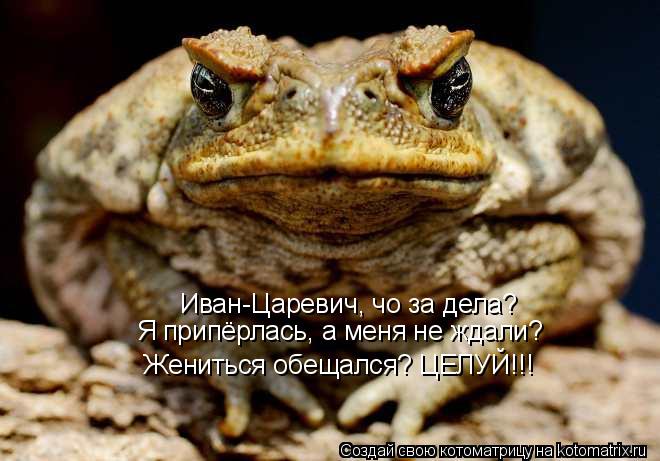 Котоматрица: Иван-Царевич, чо за дела? Я припёрлась, а меня не ждали? Жениться обещался? ЦЕЛУЙ!!!