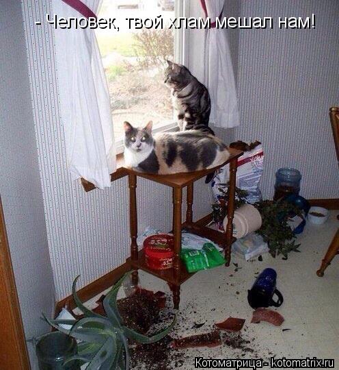 Котоматрица: - Человек, твой хлам мешал нам!
