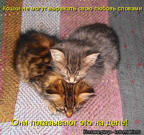 Котоматрица: Кошки не могут выражать свою любовь словами Они показывают это на деле!