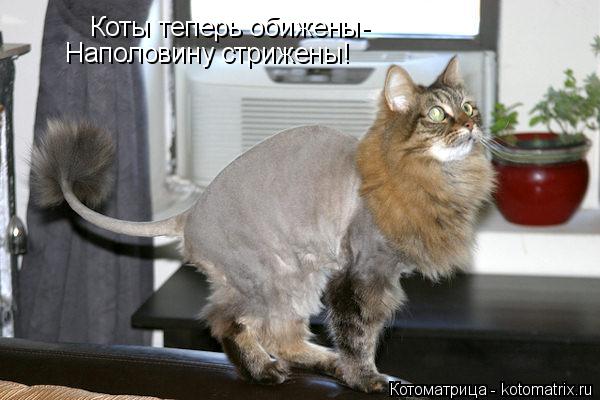 Котоматрица: Коты теперь обижены- Наполовину стрижены!