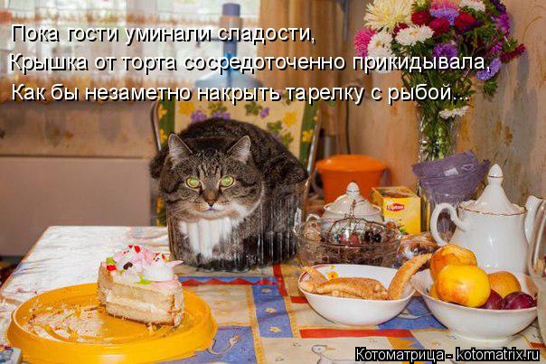 Котоматрица: Крышка от торта сосредоточенно прикидывала, Как бы незаметно накрыть тарелку с рыбой... Пока гости уминали сладости,
