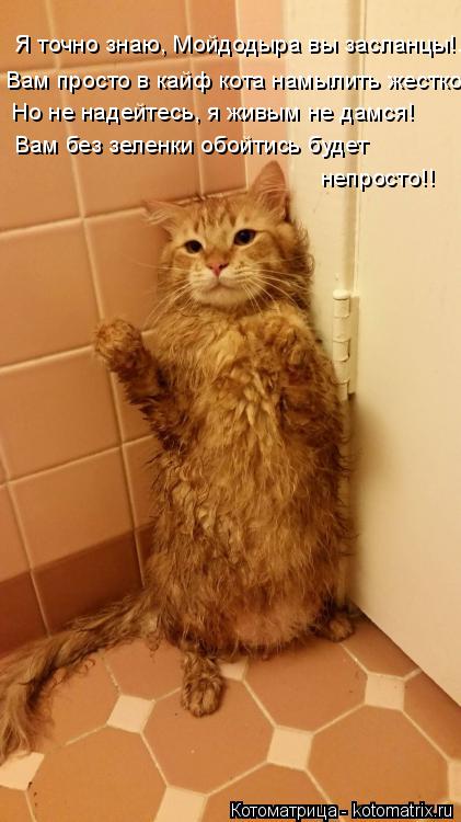 Котоматрица: Я точно знаю, Мойдодыра вы засланцы!... Вам просто в кайф кота намылить жестко! Но не надейтесь, я живым не дамся! Вам без зеленки обойтись буд