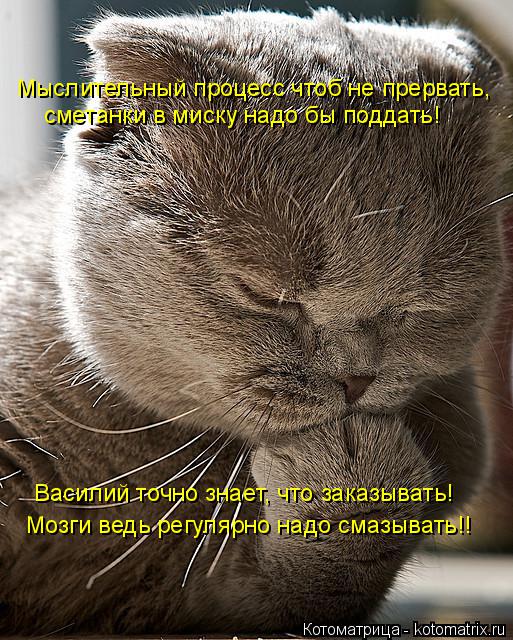 Котоматрица: Мыслительный процесс чтоб не прервать, сметанки в миску надо бы поддать! Василий точно знает, что заказывать! Мозги ведь регулярно надо сма