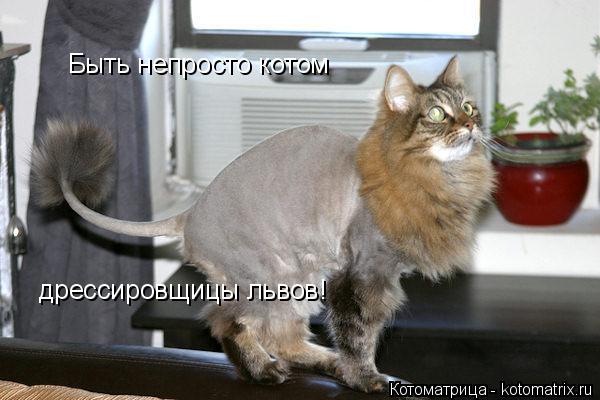 Быть непросто котом дрессировщицы львов!... Котоматрица: Быть непросто котом дрессировщицы львов!