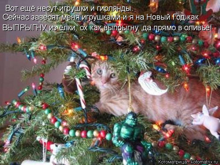 Котоматрица: Вот ещё несут игрушки и гирлянды. Сейчас завесят меня игрушками и я на Новый Год как  ВЫПРЫГНУ из ёлки, ох как выпрыгну ,да прямо в оливье!