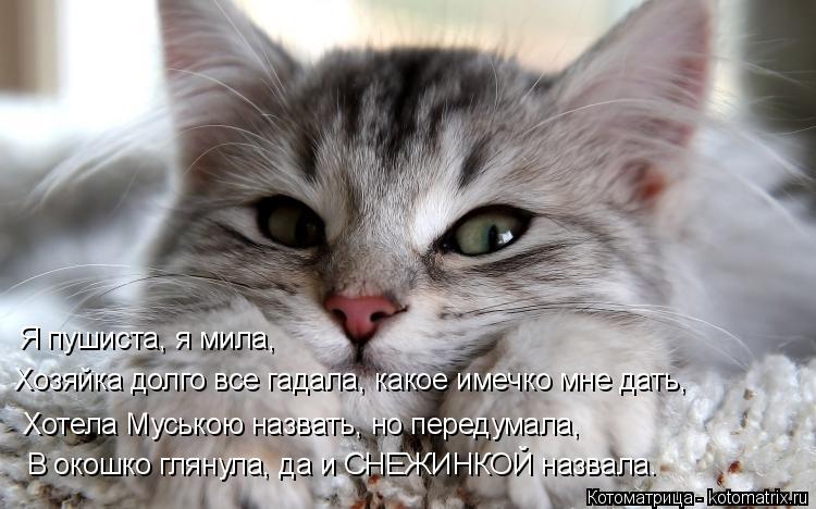 Котоматрица: Я пушиста, я мила, Хозяйка долго все гадала, какое имечко мне дать, Хотела Муською назвать, но передумала, В окошко глянула, да и СНЕЖИНКОЙ на
