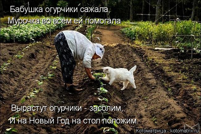 Котоматрица: Бабушка огурчики сажала, Мурочка во всем ей помогала Вырастут огурчики - засолим, И на Новый Год на стол положим.